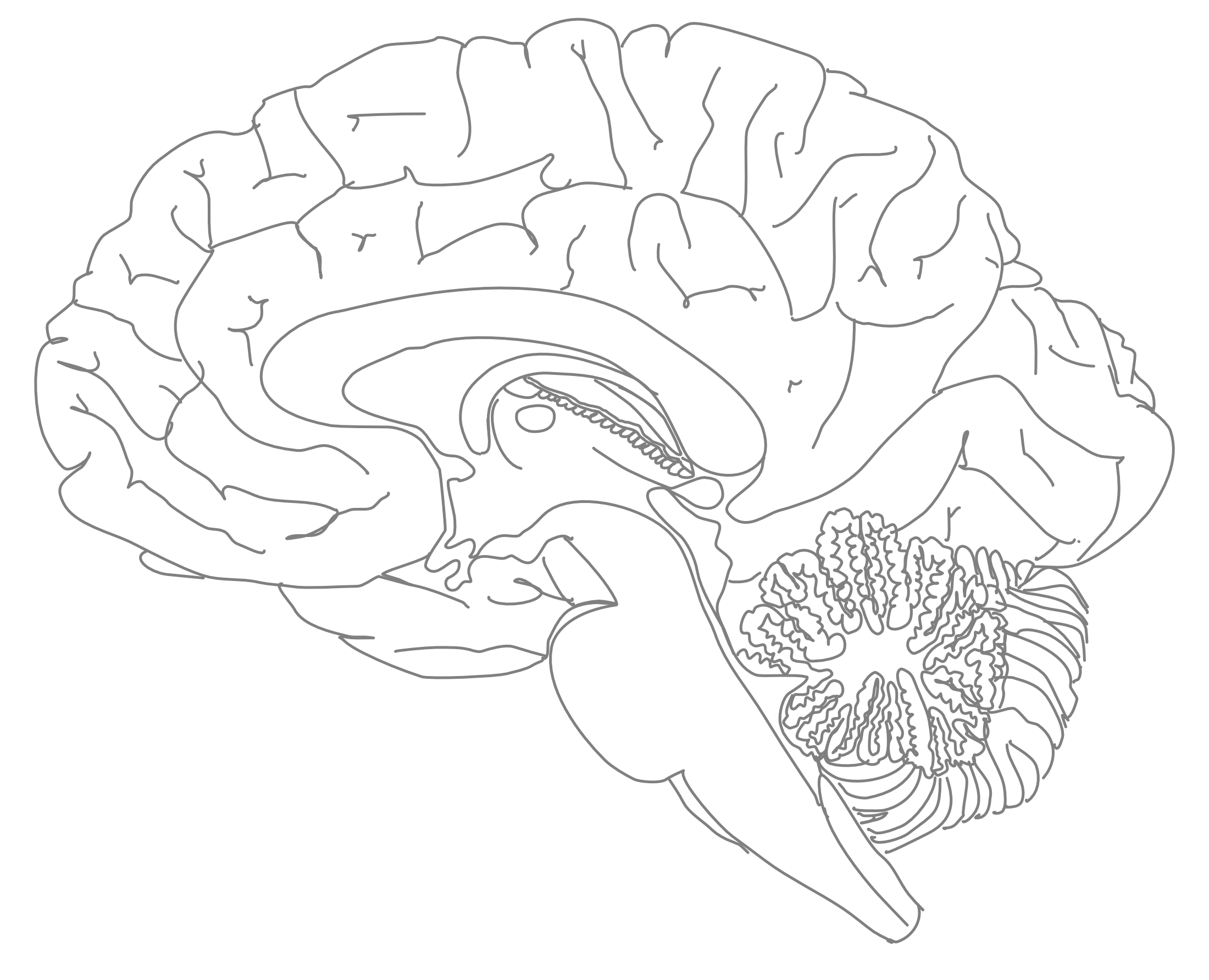 A medial view of a human brain (#2).