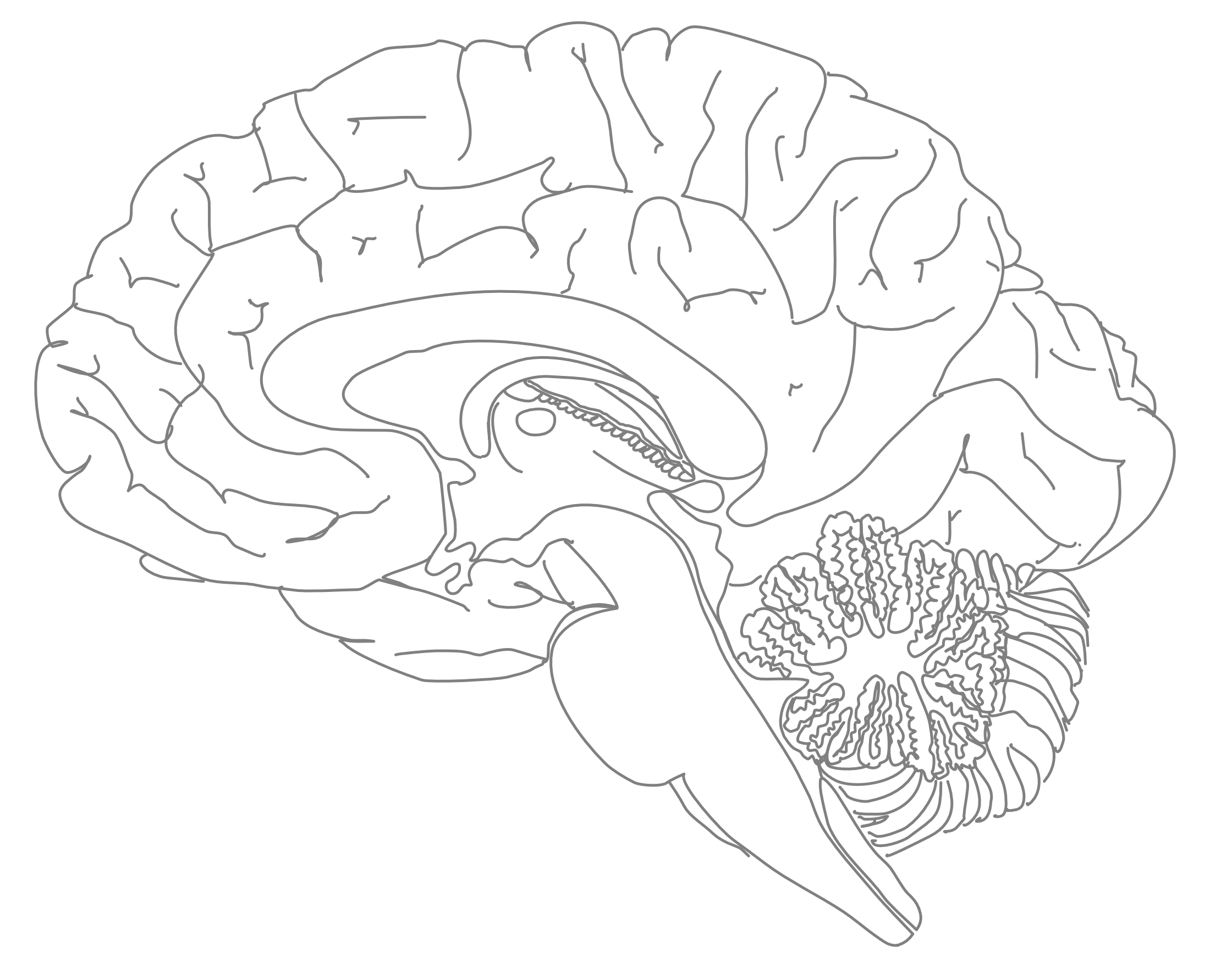 A medial view of a human brain (#3).