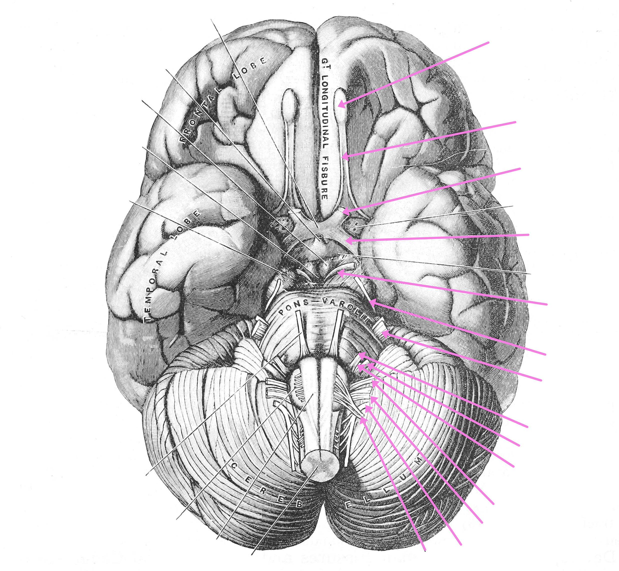 View of the base of the brain. The cranial nerves are colored in purple and labeled with numbers on the left (1 to 12). From Gray Henry, Anatomy of the Human Body. 20th Edition, Lea & Febiger, Philadelphia & New York, 1918