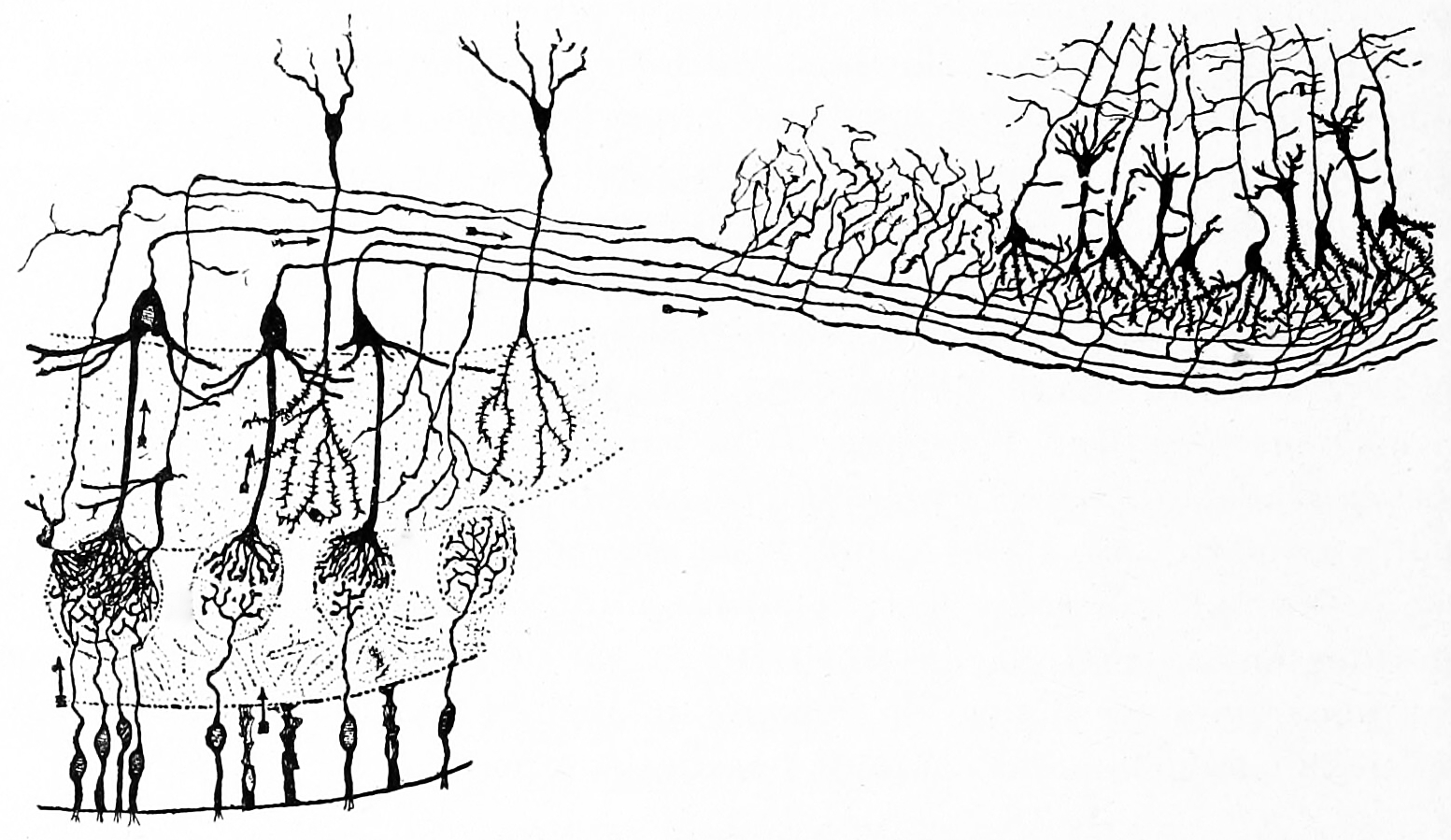 Diagram of the structure of the olfactory bulb and olfactory cortex. Histologie du système nerveux de l’homme & des vertébrés, Tome Premier (1909) by Santiago Ramón y Cajal translated from Spanish by Dr. L. Azoulay.