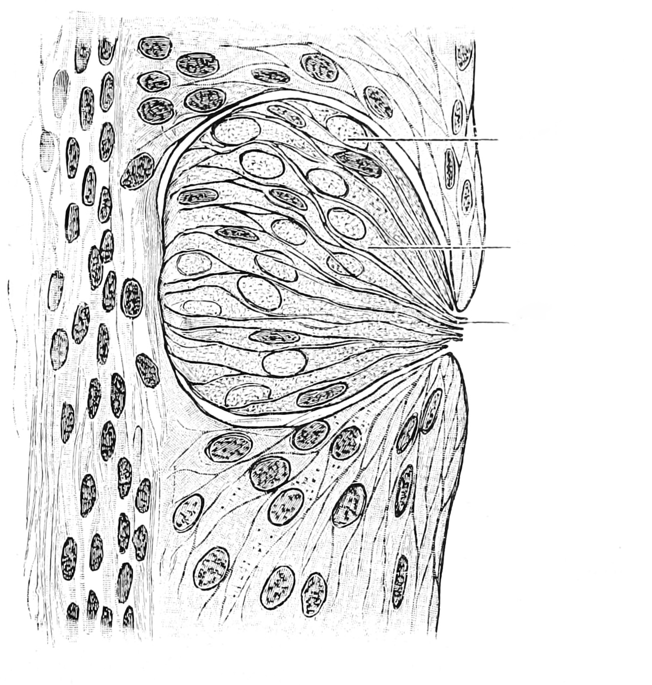 Diagram of the structure of the olfactory bulb and olfactory cortex. Histologie du système nerveux de l’homme & des vertébrés, Tome Premier (1909) by Santiago Ramón y Cajal translated from Spanish by Dr. L. Azoulay.