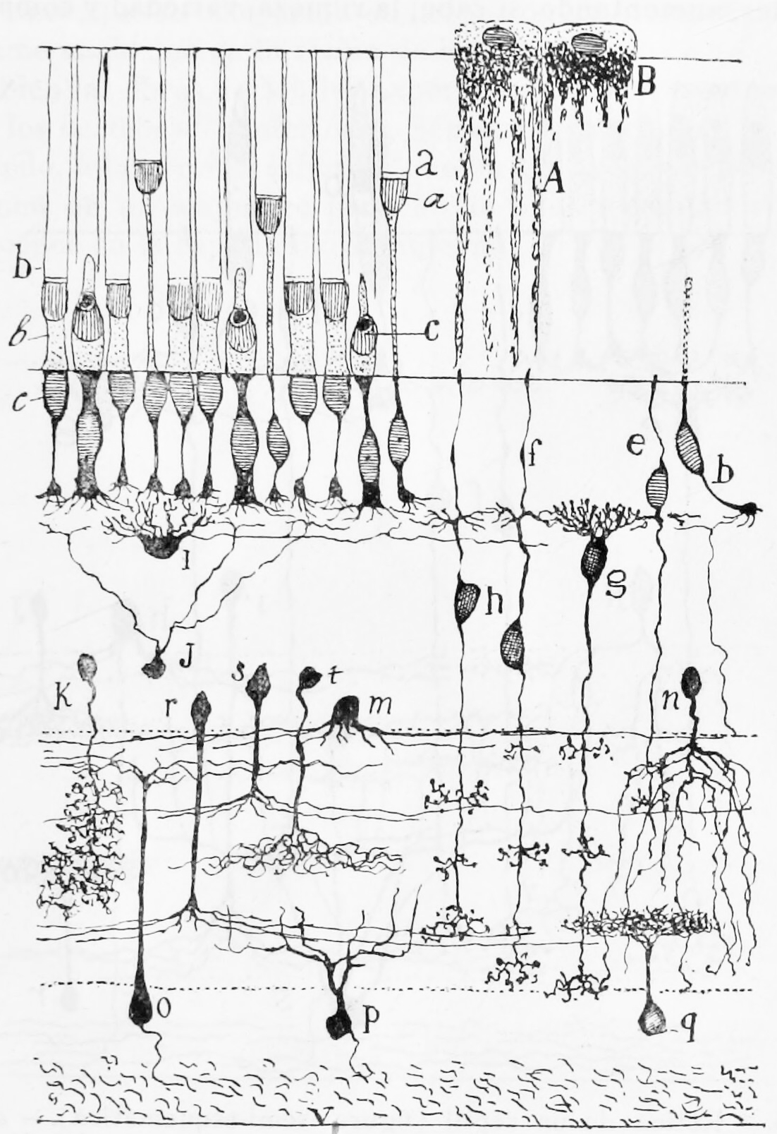 A semischematic diagram of the frog retina.