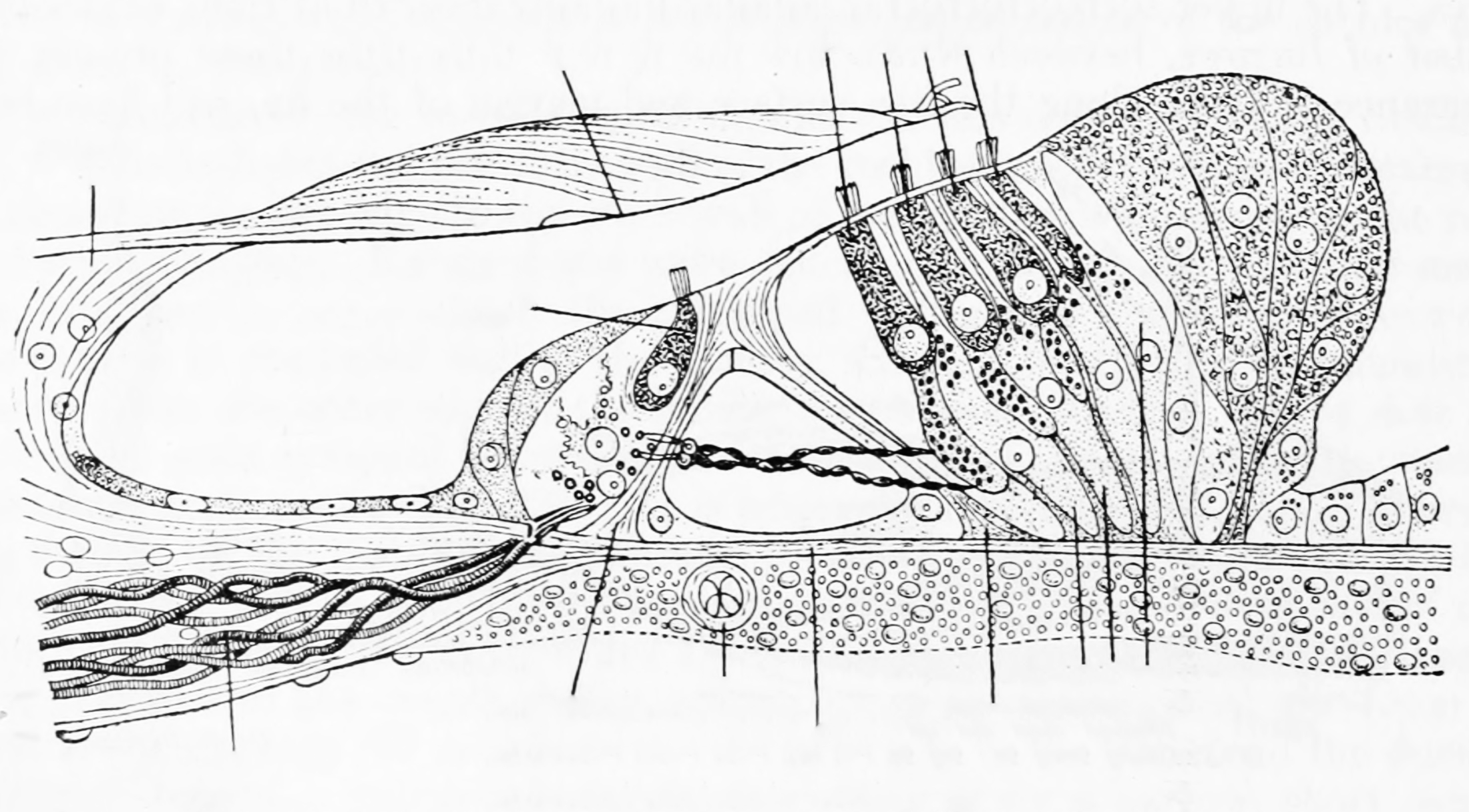 Section through the spiral organ of Corti (magnified). From Gray Henry, Anatomy of the Human Body. 20th Edition, Lea & Febiger, Philadelphia & New York, 1918