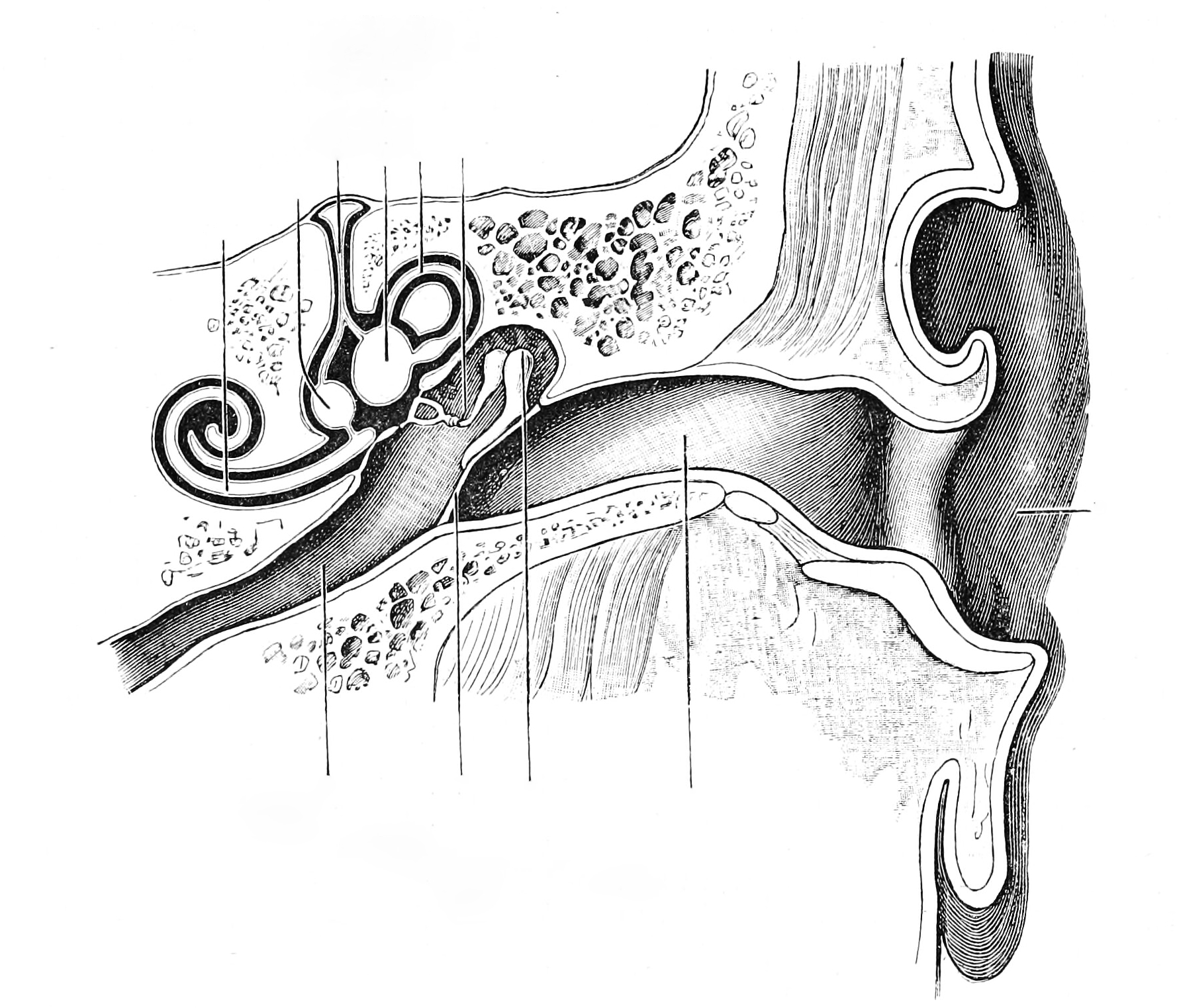 Diagrammatic view of the hearing organ. From Textbook of anatomy. Section 2. The muscular system: the nervous system: the organs of sense and integument edited by D. J. Cunningham