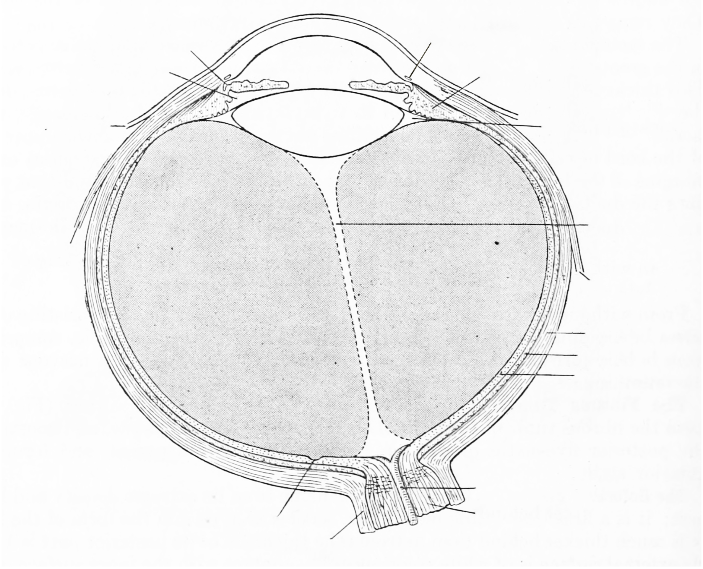 A horizontal section of the eyball.