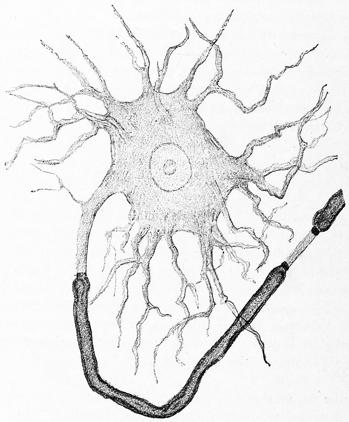 A Golgi type I neuron from the electric lobe in the brain of the electric ray (Torpedo). A single, thick axon emerges from the cell body unmyelinated (middle, left) but becomes surrounded by a think layer of myelin (dark grey). Multiple, thin dendrites emerge from the remainder of the cell body. Histologie du système nerveux de l’homme & des vertébrés, Tome Premier (1909) by Santiago Ramón y Cajal translated from Spanish by Dr. L. Azoulay.