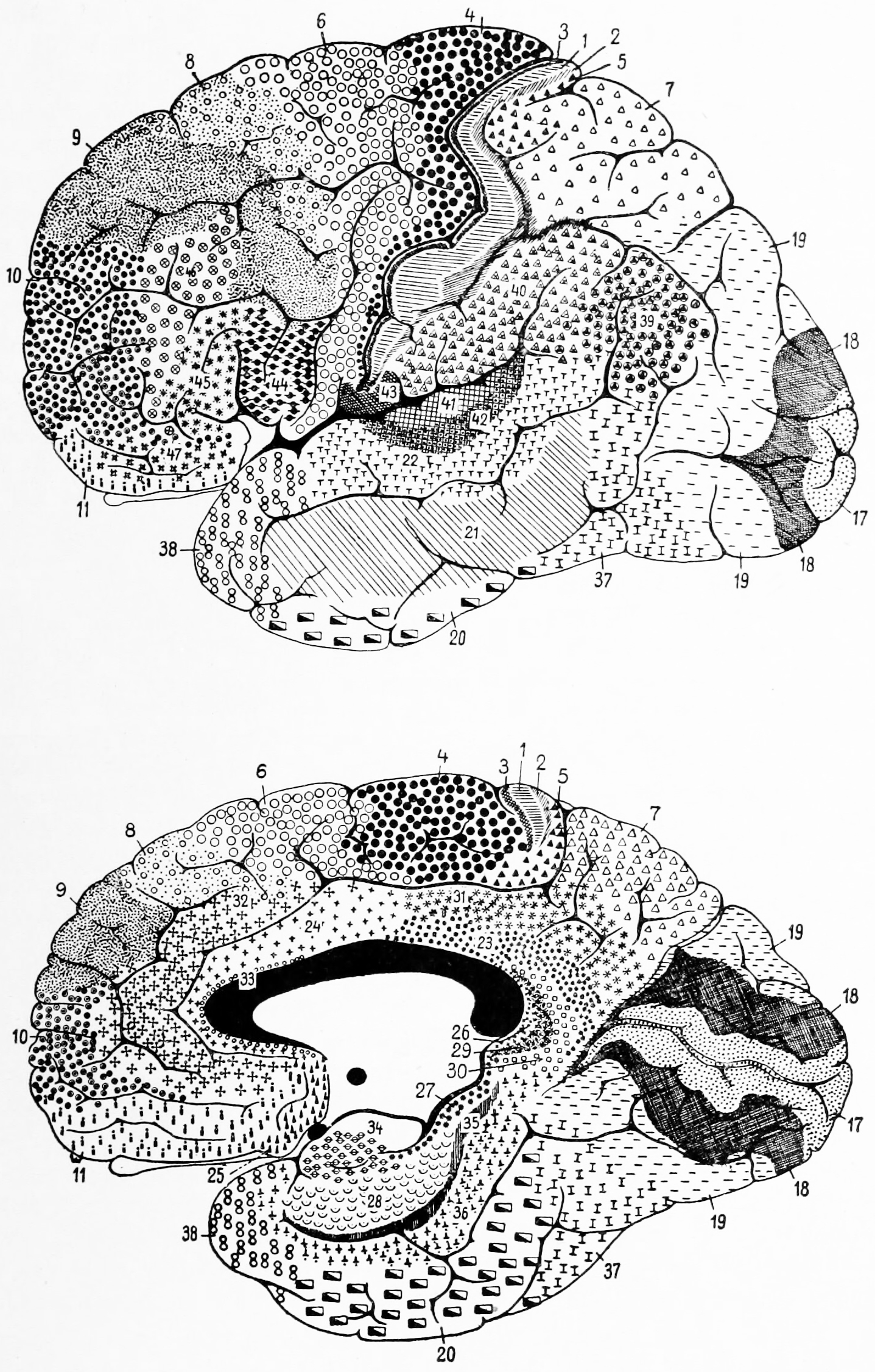 Brodmann’s diagram of the cerebral cortex showing the 52 distinct cytoarchitectonic areas he identified