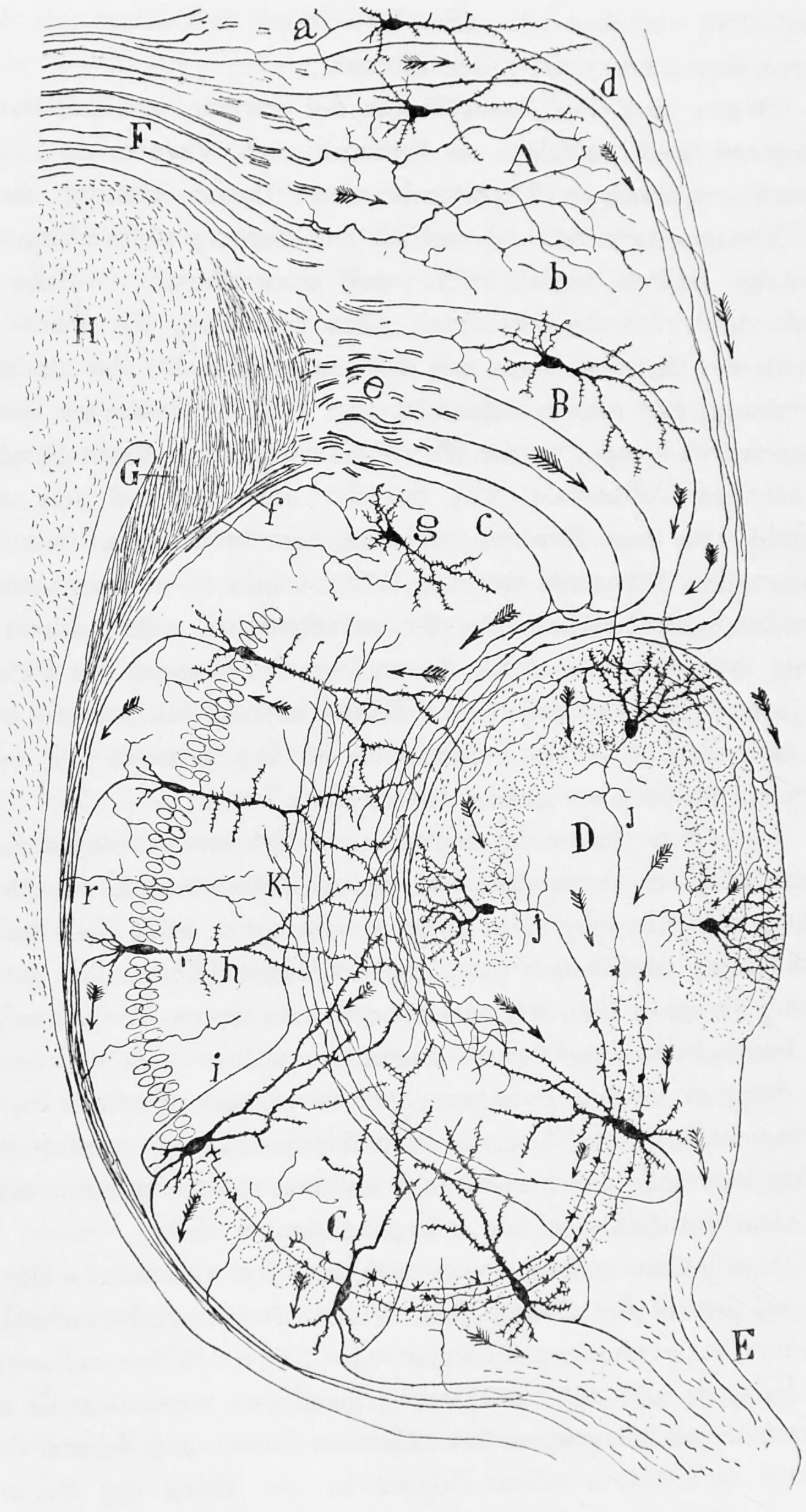Diagram of the structure and connections of the hippocampus. A, Molecular layer of the subiculum. B, Pyramidal cell layer of the Subiculum. C, Hippocampus. D, Fascia dentata. E, Fimbria. F, Cingulum. G, H, Corpus callosum. a, axons entering the cingulum. From Histologie du système nerveux de l’homme & des vertébrés, Tome Premier (1909) by Santiago Ramón y Cajal translated from Spanish by Dr. L. Azoulay.