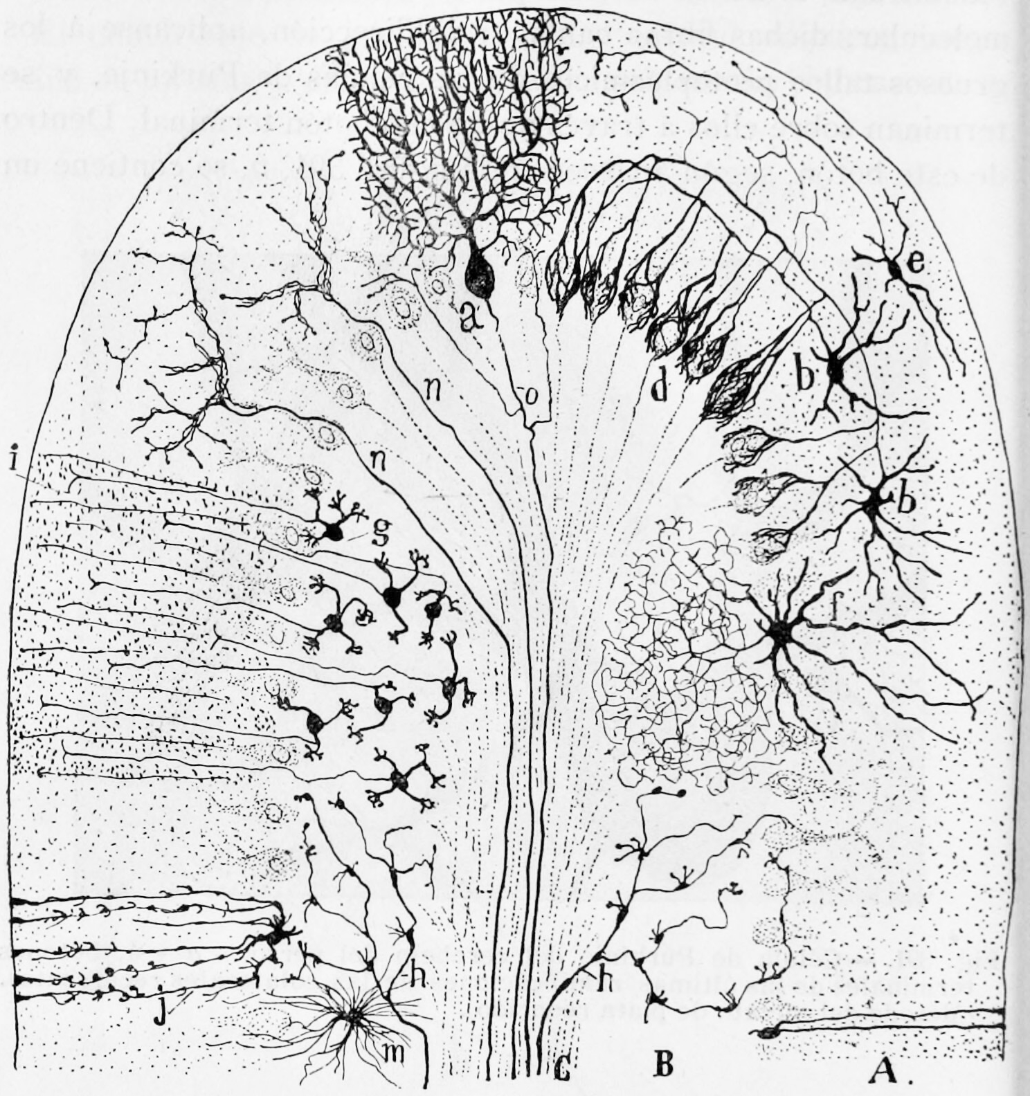 Semischematic representation of a transverse section of a mammalian cerebellar folium (Golgi stain). A) Molecular layer; B) granule cell layer; C) white matter; a) Purkinje cell (frontal view); b) small stellate cells in the molecular layer; d) descending terminal axonal arborizations forming baskets around the cell bodies of Purkinje cells; e) superficial stellate cells; f)large stellate cells in the granule cell layer; g) granule cells with ascending processes bifurcating in i; h) mossy fibres; j) a glial cell; m) glial cell in the granule cell layer; n) climbing fiber. Histologie du système nerveux de l’homme & des vertébrés, Tome Premier (1909) by Santiago Ramón y Cajal translated from Spanish by Dr. L. Azoulay.