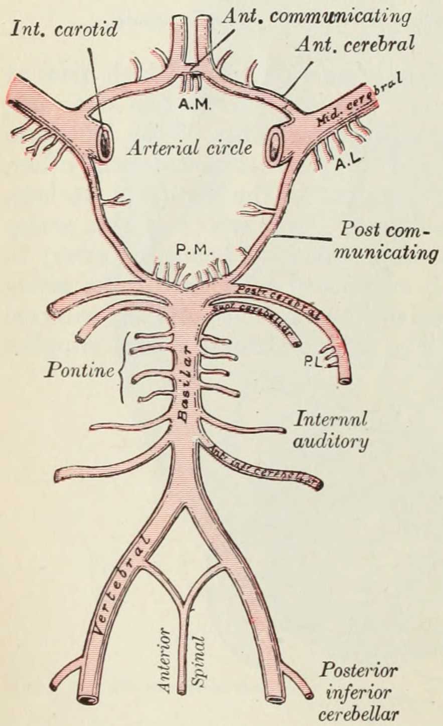 Diagram of the arterial circulation at the base of the brain. A.L. Antero-lateral. A.M. Antero-medial.P.L. Postero-lateral. P.M. Postero-medial ganglionic branches. From Gray Henry, Anatomy of the Human Body. 20th Edition, Lea & Febiger, Philadelphia & New York, 1918