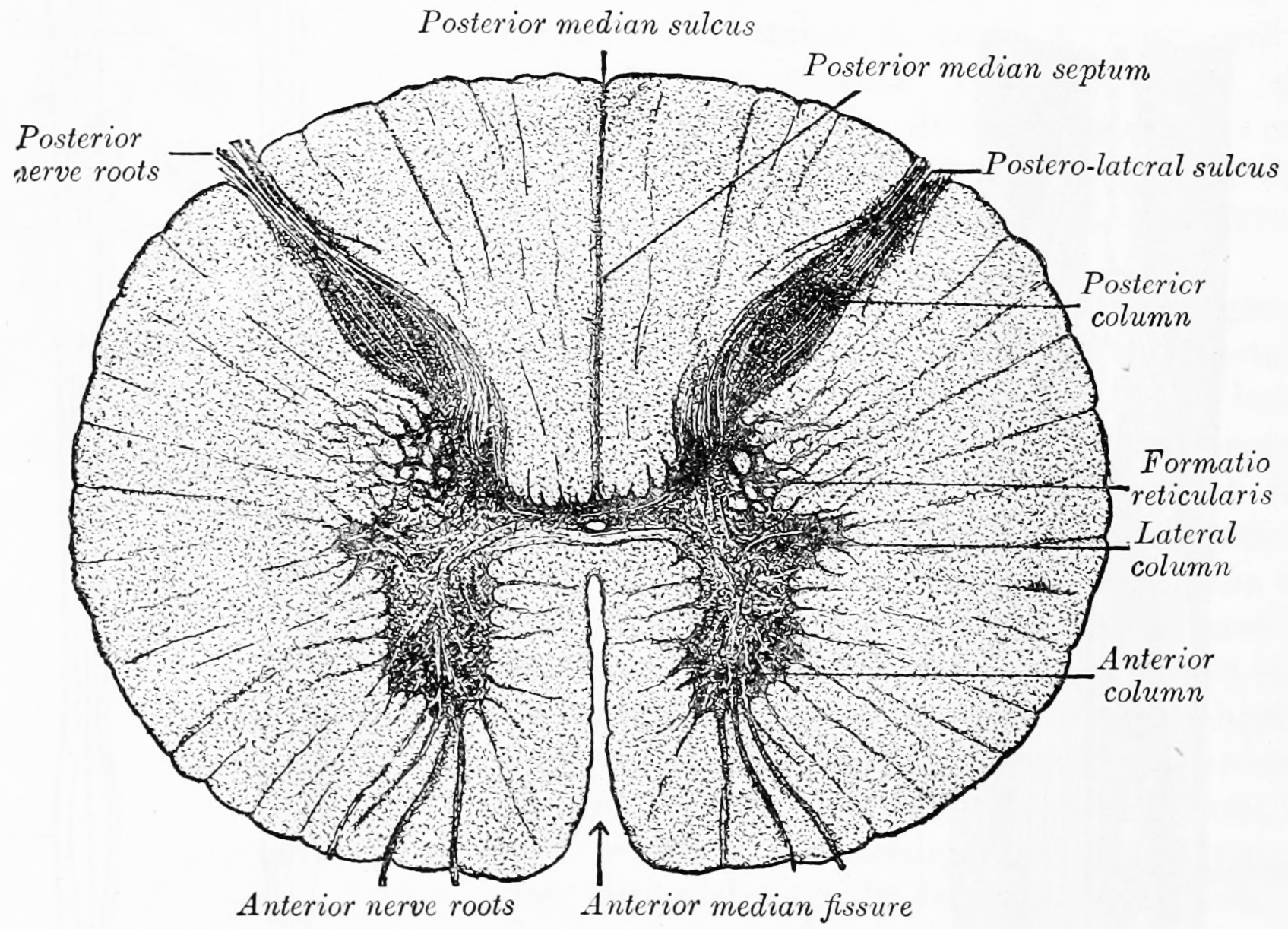 Transverse section of the medulla spinalis in the mid-thoracic region. From Gray Henry, Anatomy of the Human Body. 20th Edition, Lea & Febiger, Philadelphia & New York, 1918