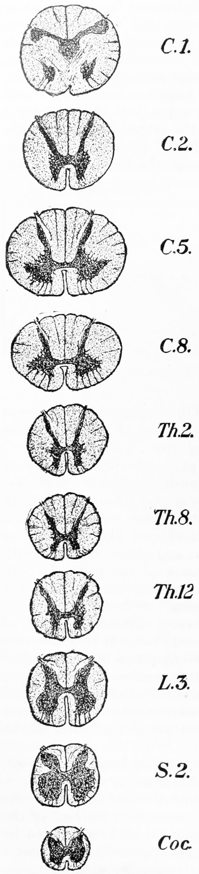 Transverse section of the spinal cord at different levels. From Gray Henry, Anatomy of the Human Body. 20th Edition, Lea & Febiger, Philadelphia & New York, 1918