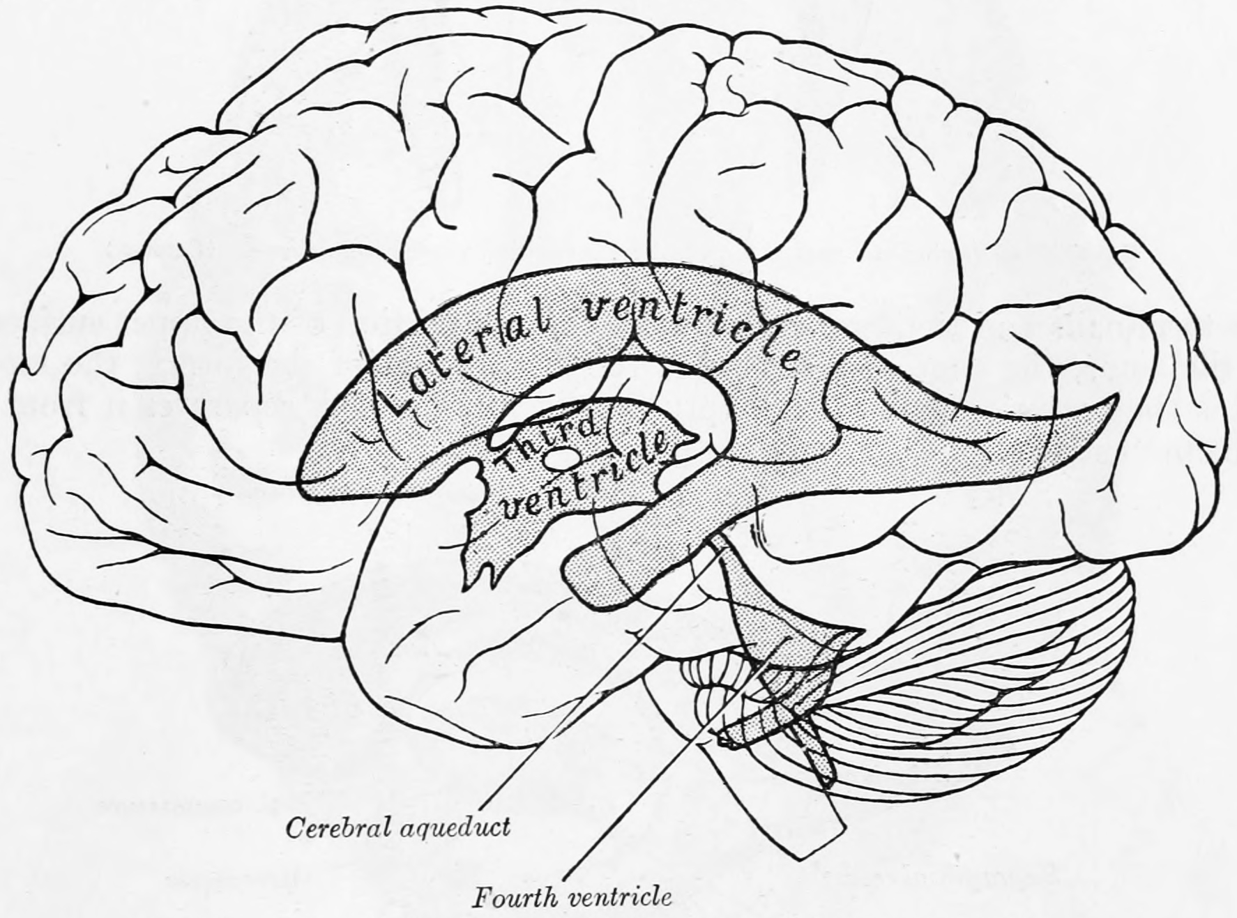 The ventricles in relation to the brain as seen through the left hemisphere. From Gray Henry, Anatomy of the Human Body. 20th Edition, Lea & Febiger, Philadelphia & New York, 1918