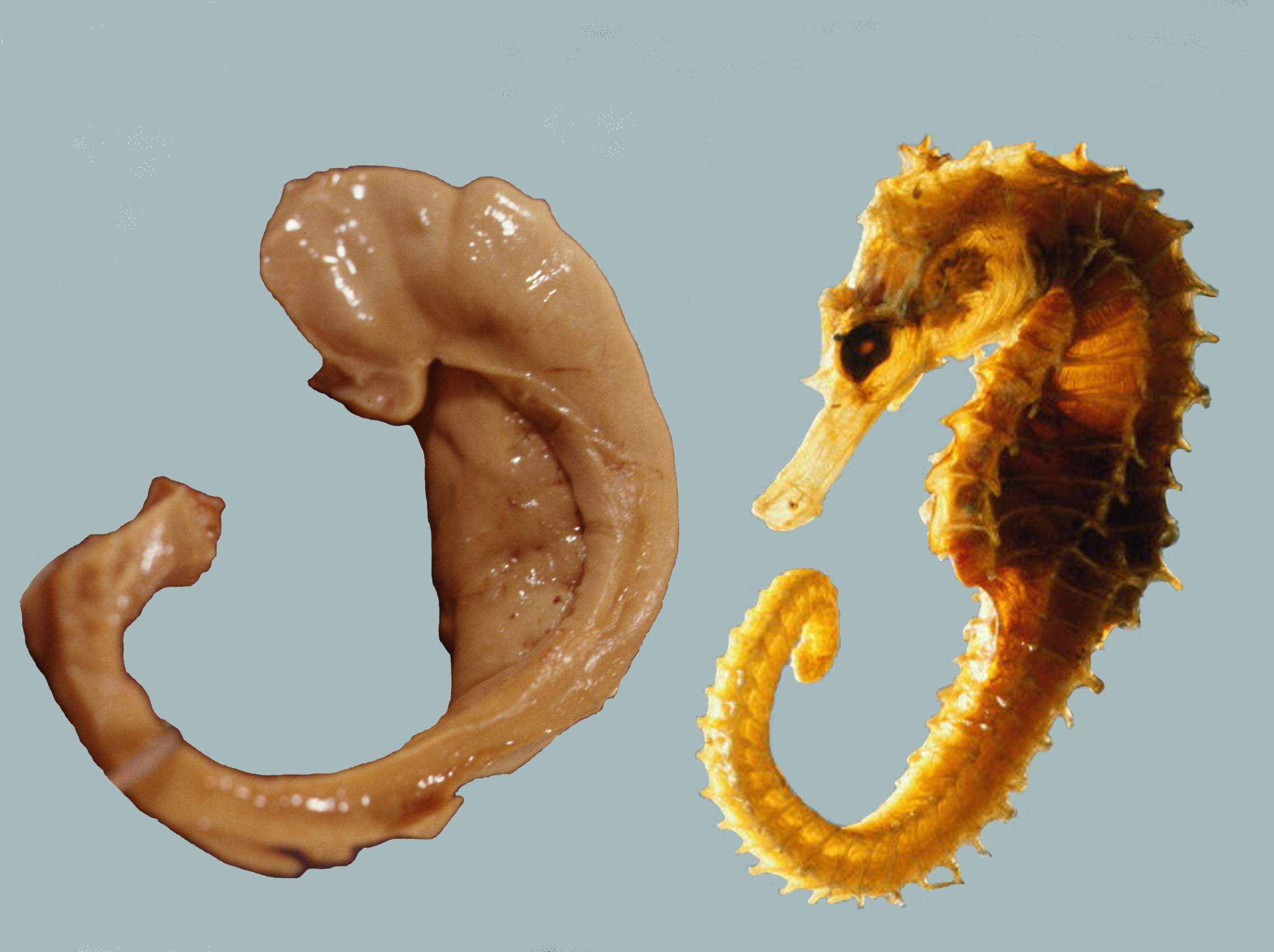 A human hippocampus alongside a sea horse.