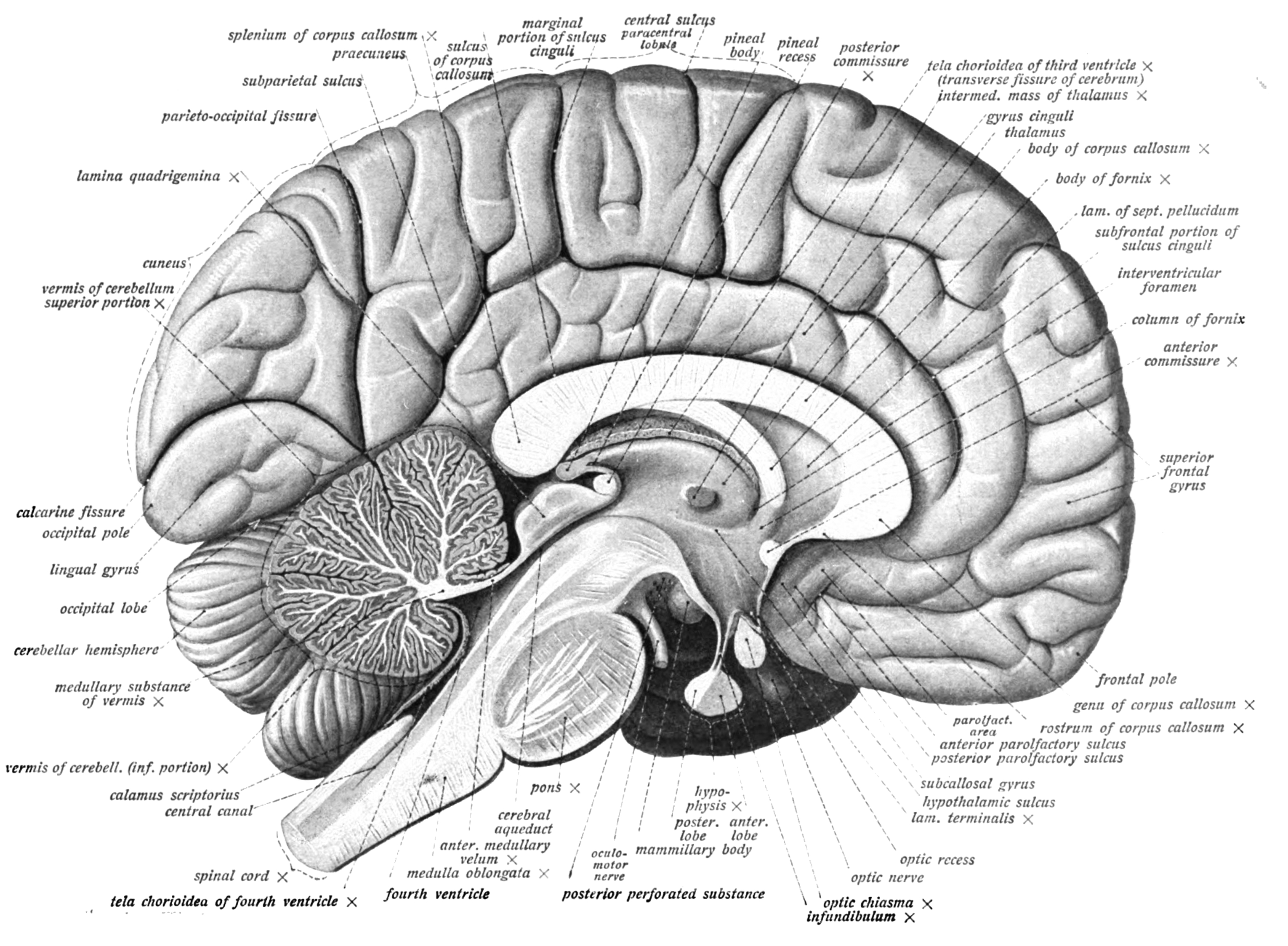 Medial view of the left hemisphere of the human brain. Sobotta’s Textbook and Atlas of Human Anatomy 1909