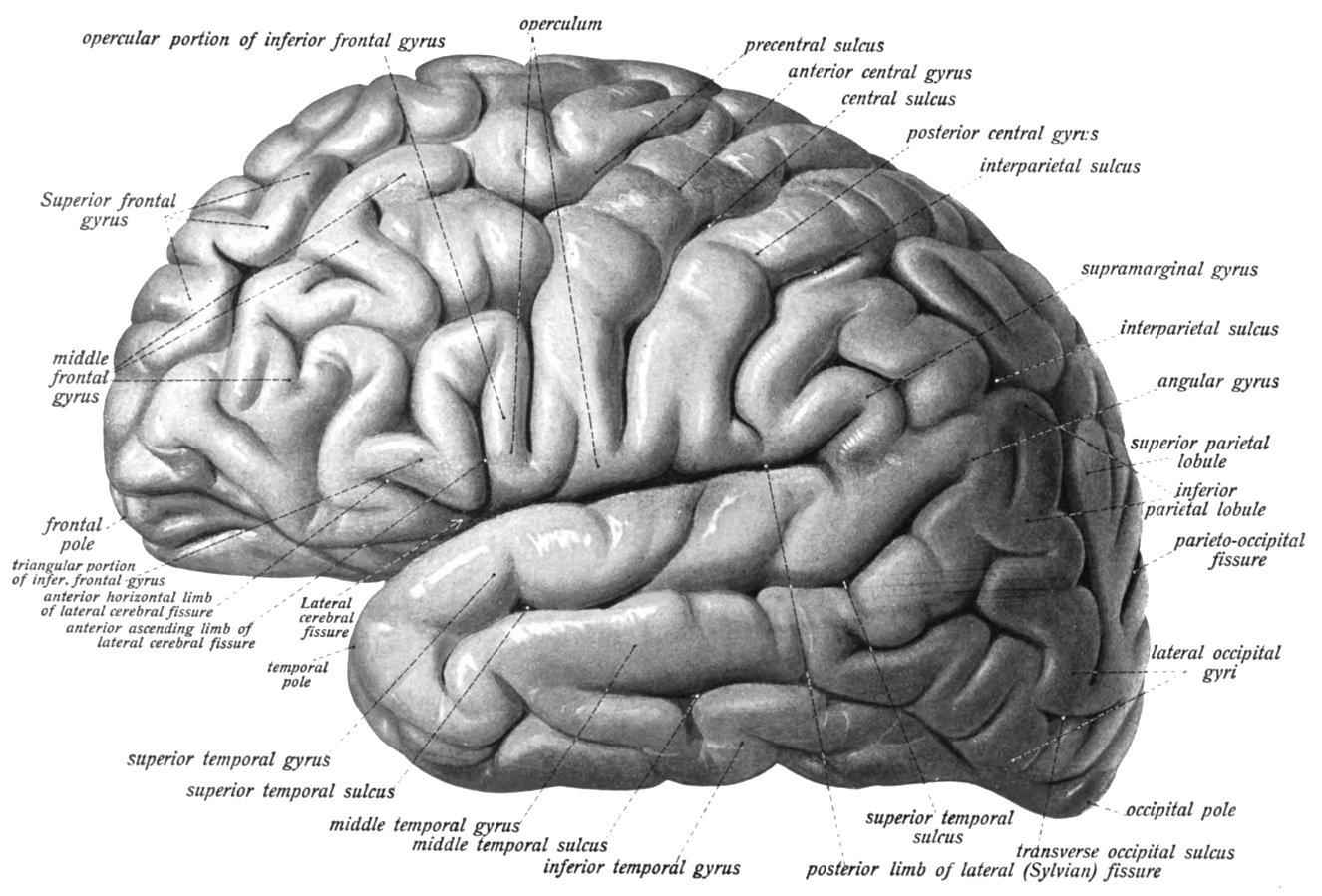 Lateral view of the left hemisphere of the human brain. Sobotta’s Textbook and Atlas of Human Anatomy 1909