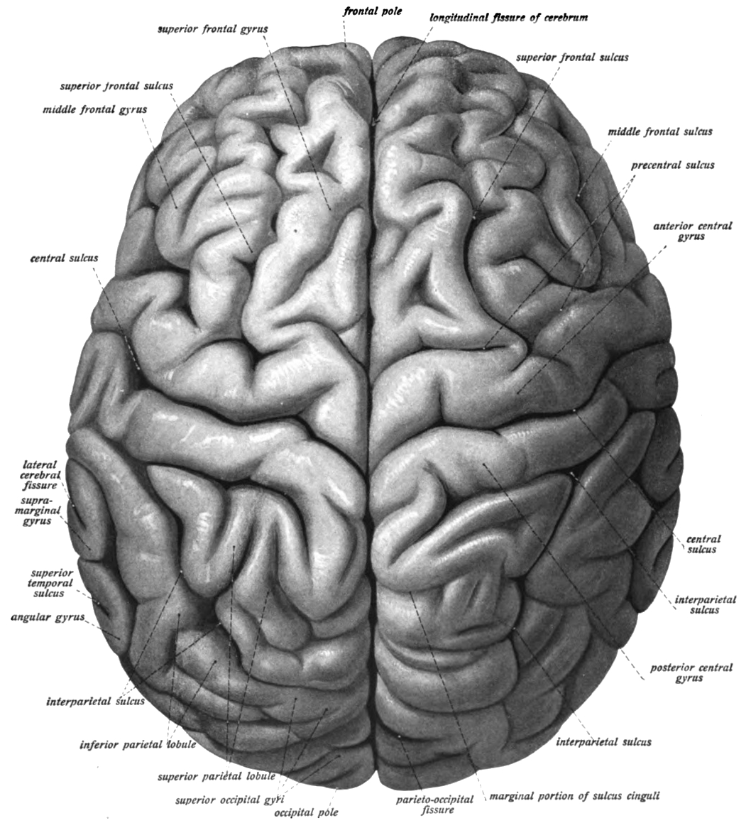View of the human brain (cerebrum) showing the left and right hemispheres from the top. Sobotta’s Textbook and Atlas of Human Anatomy 1909