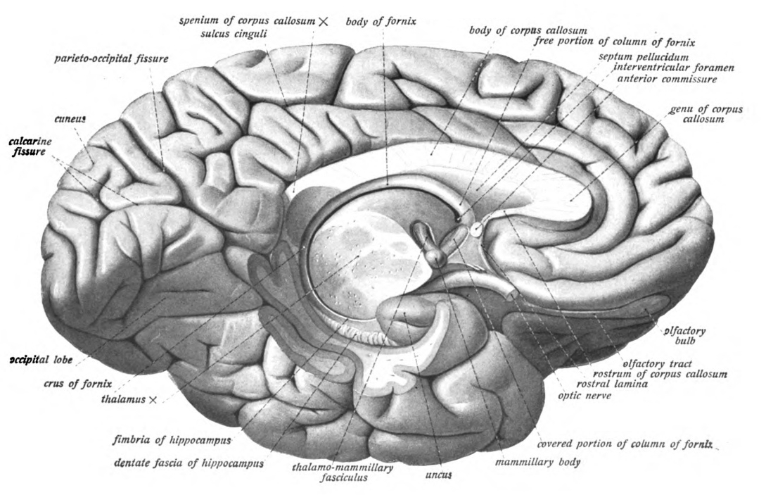 View of the left hemisphere from medial and below with the brainstem and cerebellum removed by an oblique section through the thalamus. The entire fornix is visible as are the mammilary body. Sobotta’s Textbook and Atlas of Human Anatomy 1909
