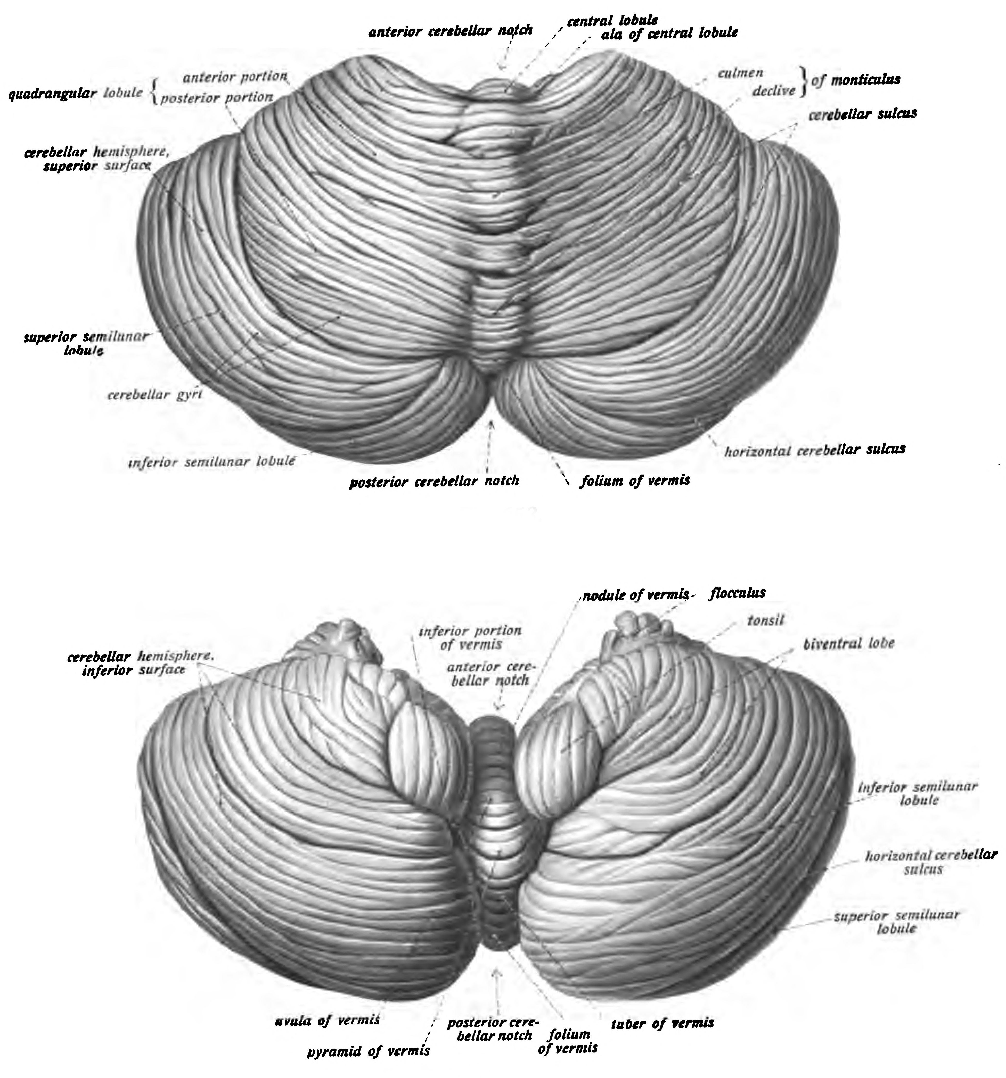 View of the cerebellum viewed from above and behind (top) and from below (bottom). Sobotta’s Textbook and Atlas of Human Anatomy 1909