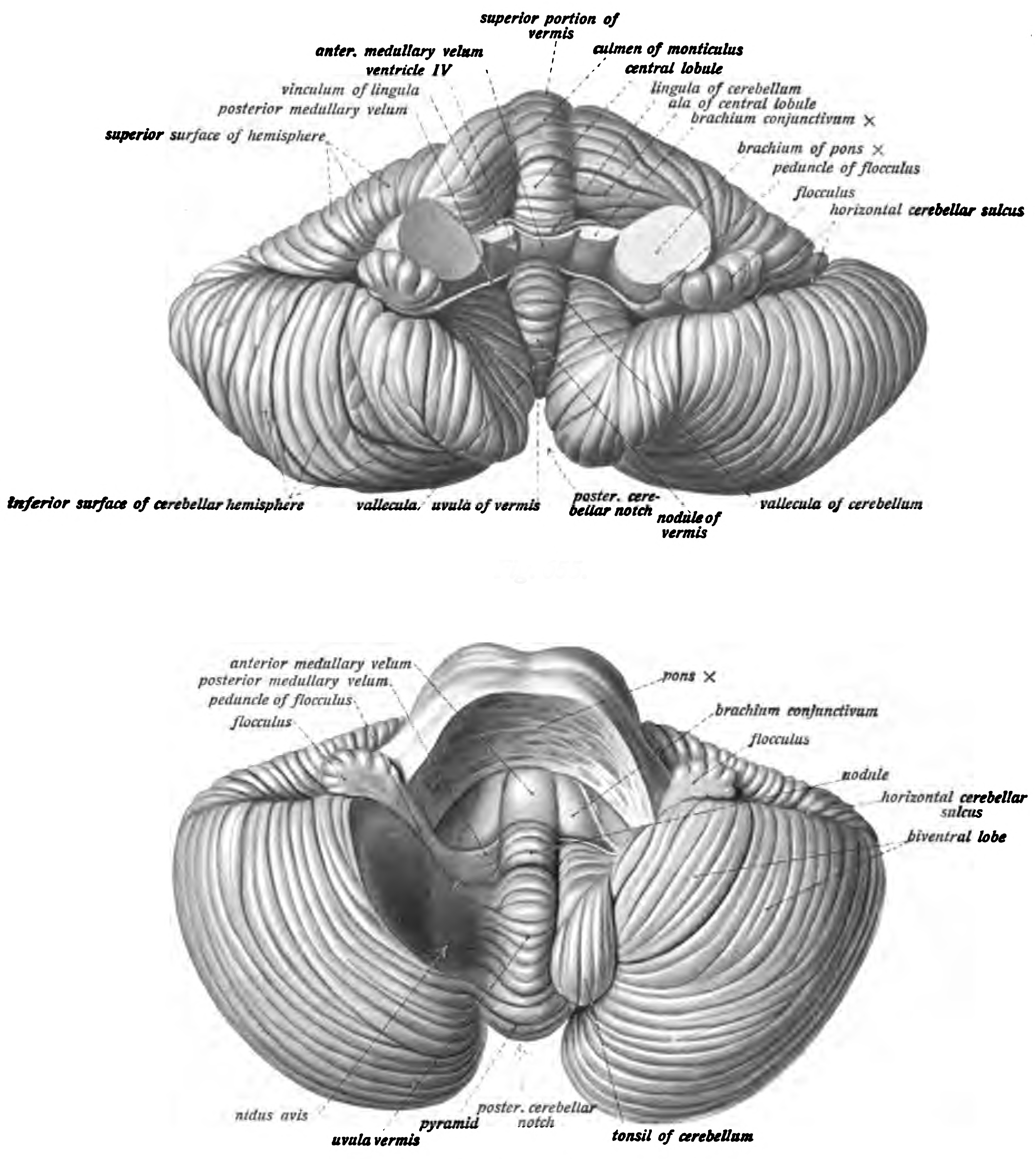 Anterior (top) and inferior (bottom) view of the cerebellum viewed from above and behind (top). Sobotta’s Textbook and Atlas of Human Anatomy 1909