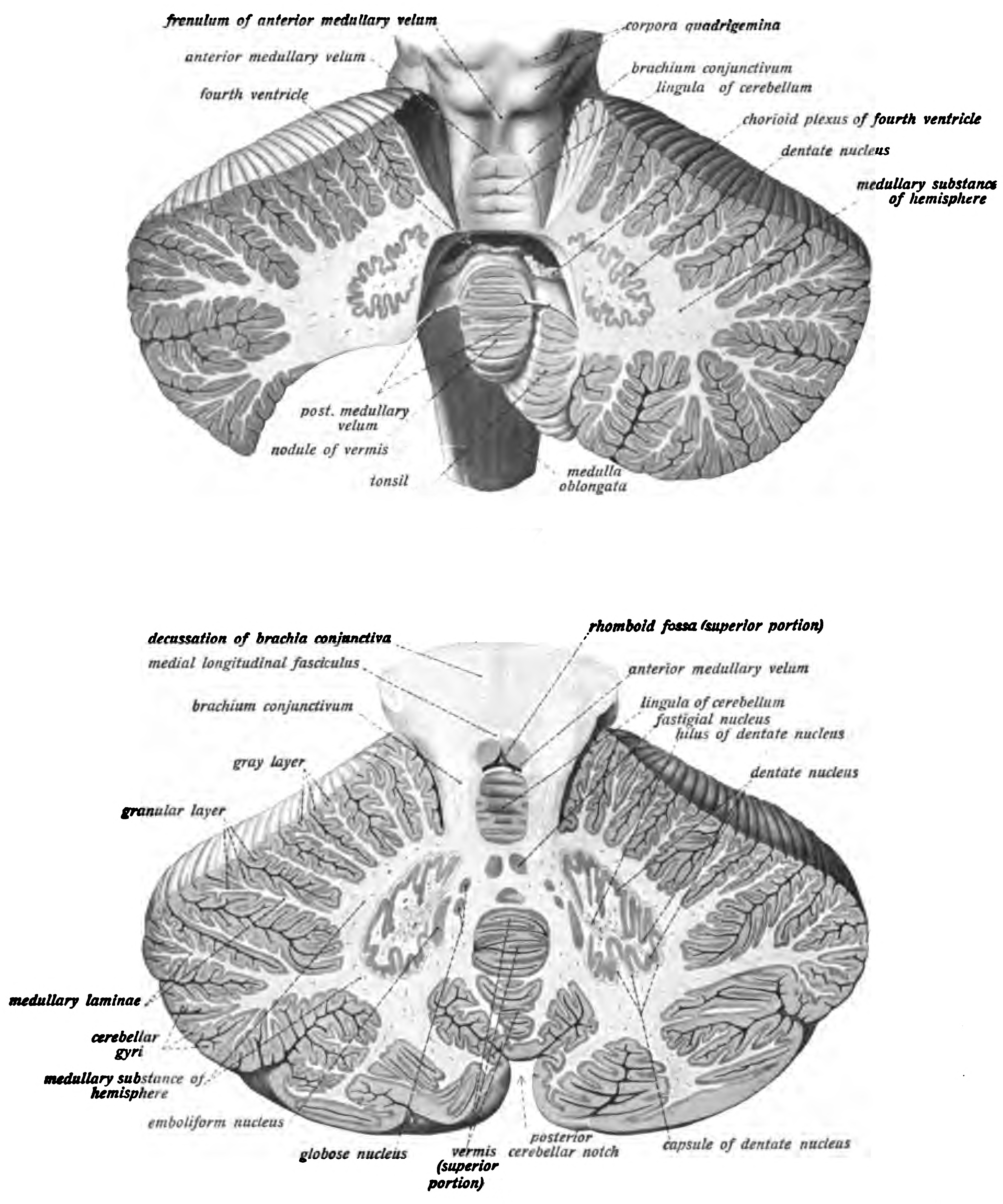 Parts of the cerebellum were removed to expose the fourth ventricle (top) and cross section of the cerebellum showing the cerebellar nuclei (bottom). Sobotta’s Textbook and Atlas of Human Anatomy 1909