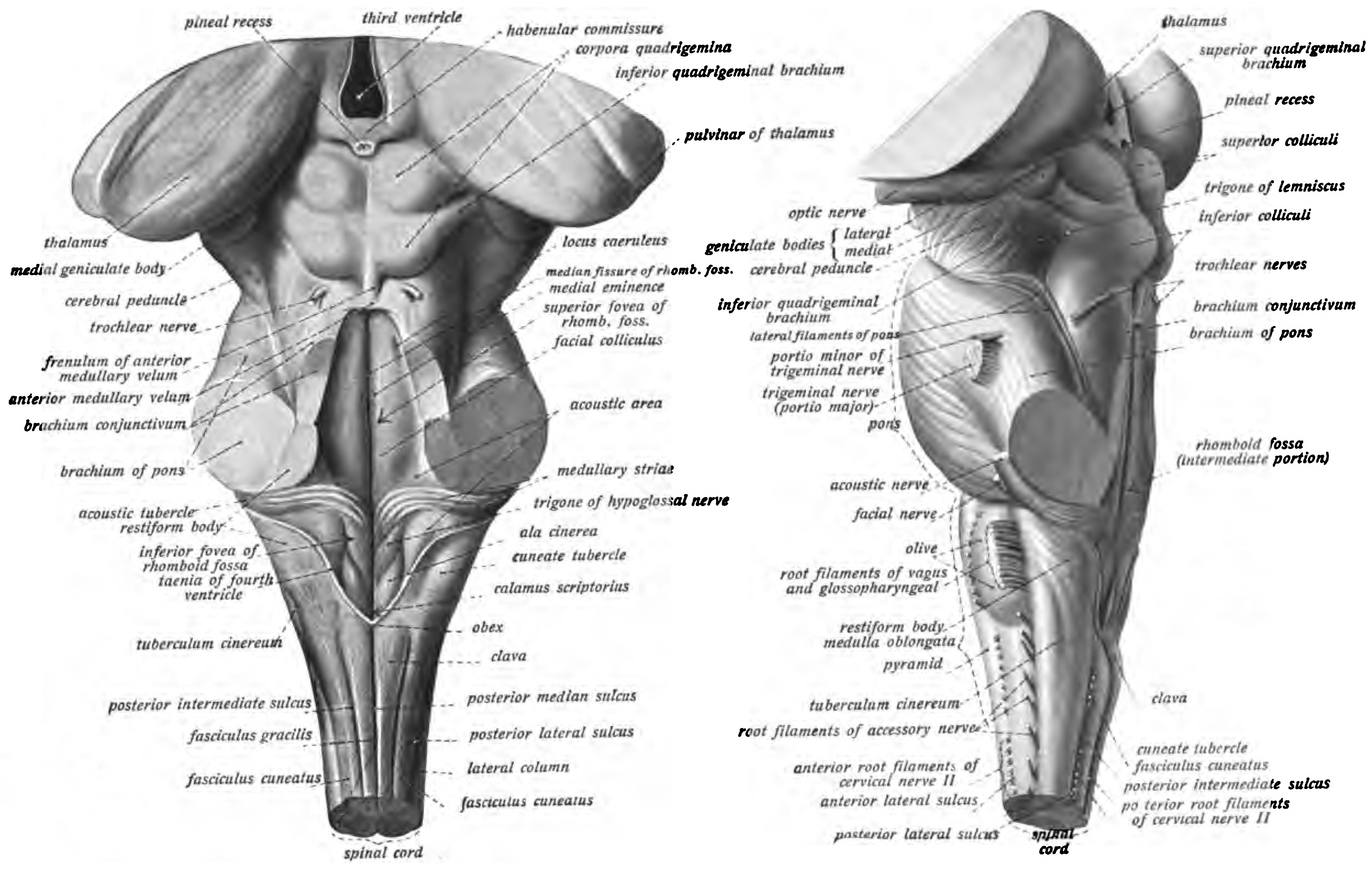View of the brainstem from behind (left) and from the left (right). Sobotta’s Textbook and Atlas of Human Anatomy 1909