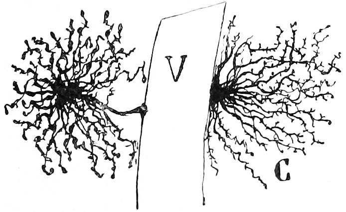 Astrocytes in the grey matter of the cerebral cortex with their endfeet on brain capillaries. Histologie du système nerveux de l’homme & des vertébrés, Tome Premier (1909) by Santiago Ramón y Cajal translated from Spanish by Dr. L. Azoulay.