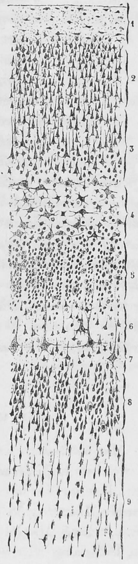 A section of the visual cortex close to the calcarine fissure from the brain of a 29 year old male. Cajal distinguished 9 different layers based on differences of the morpholical features of groups of neurons. Studien über die Hirnrinde des Menschen by S. R. y Cajal