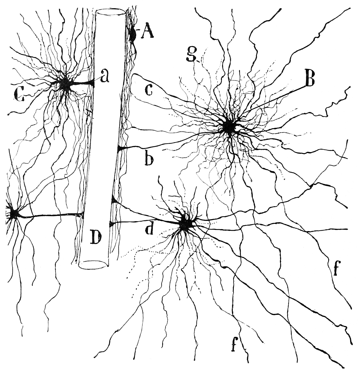 Oligodendrocytes in the white matter of the cerebral cortex with their endfeet touching a brain capillary. Histologie du système nerveux de l’homme & des vertébrés, Tome Premier (1909) by Santiago Ramón y Cajal translated from Spanish by Dr. L. Azoulay.