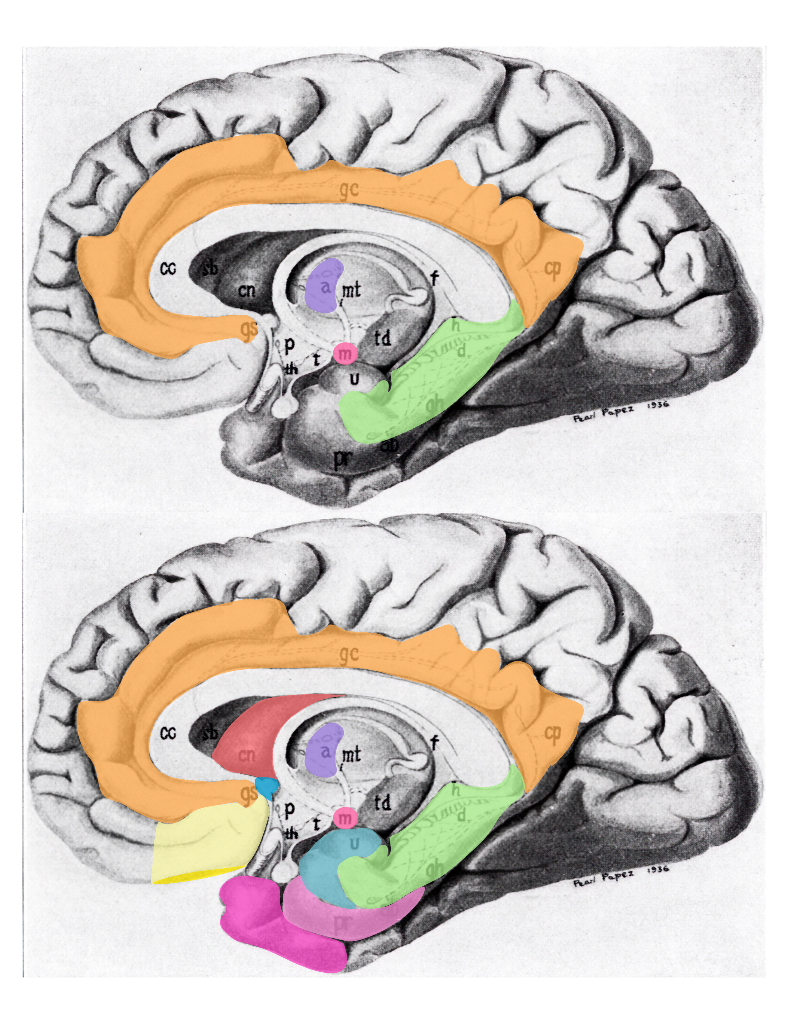 Schematic (modified from Papez’s original drawing) summarizing neural systems proposed to process emotion, highlighting structures that are visible on the medial surface of the brain. Papez’s (1937) original circuit (top) was expanded upon in the concept of the limbic system (bottom) to include a variety of subcortical and cortical territories (MacLean, 1952; Heimer and Van Hoesen, 2006). (Structures like the anterior insula and nucleus basalis of Meynert, which are not visible on the medial surface of the brain, are not represented here). Orange: cingulate cortex; purple: anterior thalamus; red mammilary bodies; green hippocampus; light yellow: ventromedial frontal cortex; yellow: caudal orbital frontal cortex; hot pink: temporal polar cortex; pink: pyriform and entorhinal cortex; salmon: striatum; blue: septal nuclei; turquoise: amygdala. Modified from Barger N, Hanson KL, Teffer K, Schenker-Ahmed NM and Semendeferi K (2014) Evidence for evolutionary specialization in human limbic structures. Front. Hum. Neurosci. 8:277. doi: 10.3389/fnhum.2014.00277