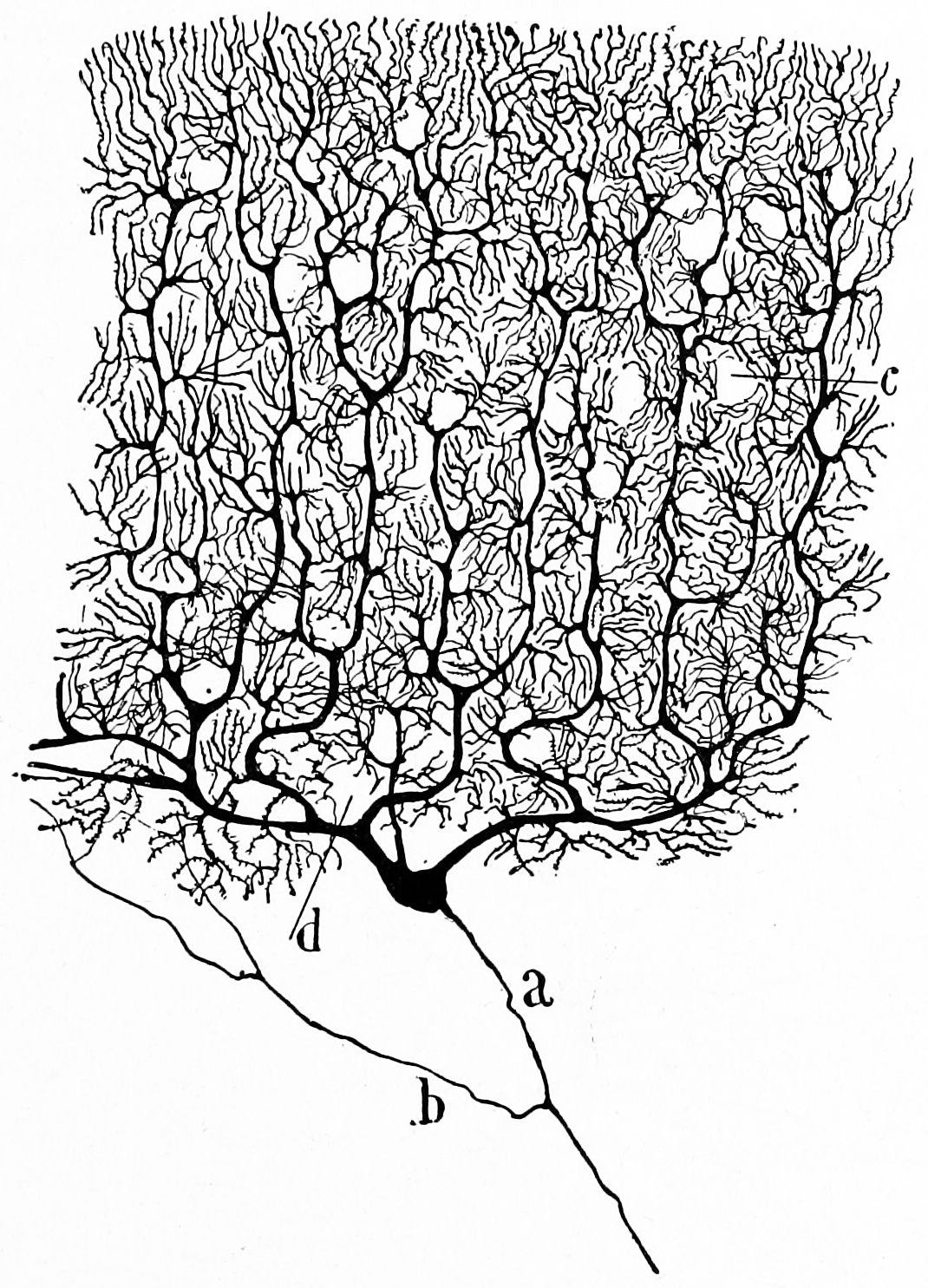 A Purkinje cell in the cerebellum of a cat. A drawing of a Golgi stained cell by S. Ramon y Cajal.