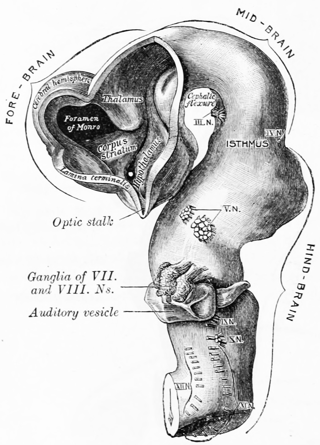 Brain of human embryo of four and a half weeks, showing interior of forebrain. From Gray Henry, Anatomy of the Human Body. 20th Edition, Lea & Febiger, Philadelphia & New York, 1918