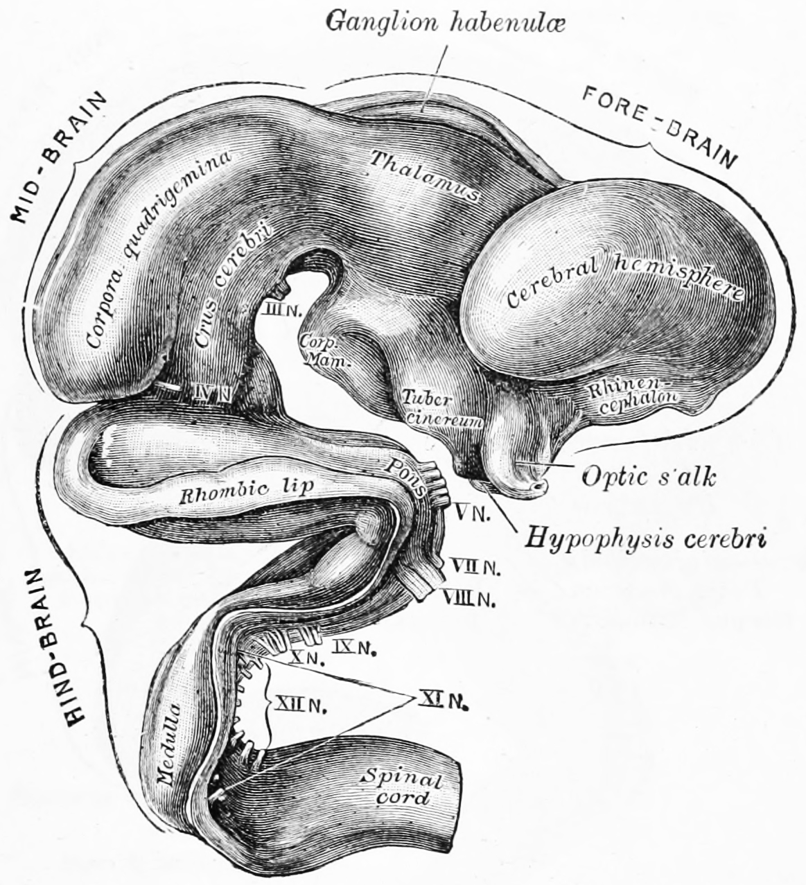 Exterior of brain of human embryo of five weeks. From Gray Henry, Anatomy of the Human Body. 20th Edition, Lea & Febiger, Philadelphia & New York, 1918