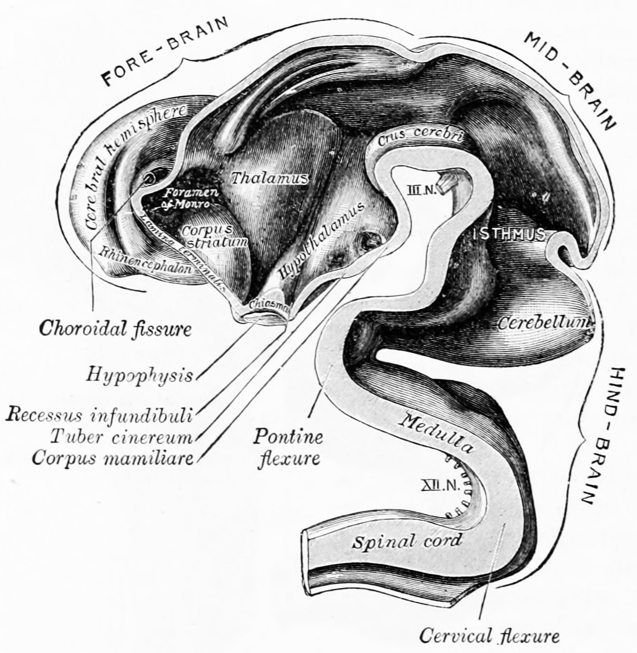 Interior of brain of human embryo of five weeks. From Gray Henry, Anatomy of the Human Body. 20th Edition, Lea & Febiger, Philadelphia & New York, 1918