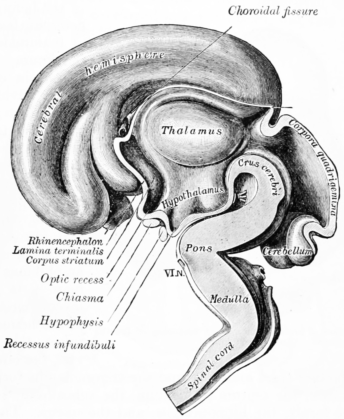 Interior of brain of human embryo of five weeks. From Gray Henry, Anatomy of the Human Body. 20th Edition, Lea & Febiger, Philadelphia & New York, 1918