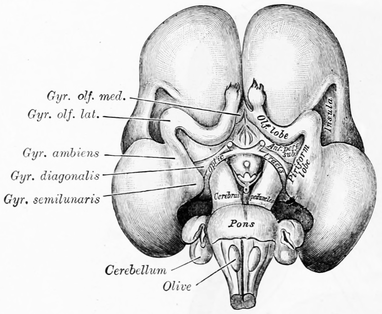 Inferior surface of brain of embryo at beginning of fourth month. From Gray Henry, Anatomy of the Human Body. 20th Edition, Lea & Febiger, Philadelphia & New York, 1918