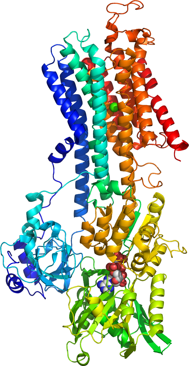 A cartoon representation of the crystal structure of the Ca2+ pump of the skeletal muscle sarcoplasmic reticulum. Atomic coordinates of PDB 1VFP, rendered with open source molecular visualization tool PyMol.