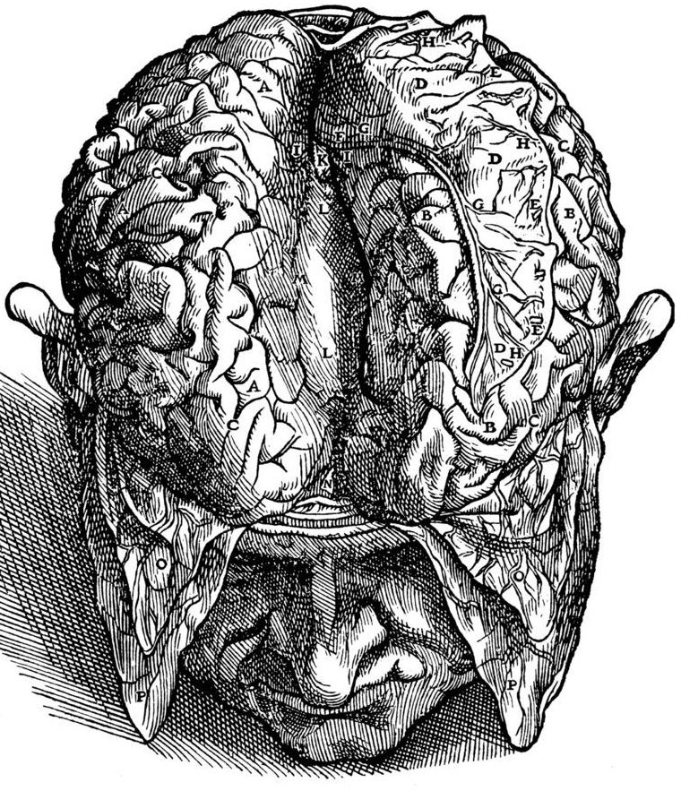 A drawing of the view of the brain by Andreas Vesalius (31 December 1514 – 15 October 1564). Vesalius was a 16th-century Flemish anatomist, physician, and author of one of the most influential books on human anatomy, De humani corporis fabrica (On the Fabric of the Human Body). Vesalius is often referred to as the founder of modern human anatomy. He was born in Brussels, which was then part of the Habsburg Netherlands. He was professor at the University of Padua and later became Imperial physician at the court of Emperor Charles V. Andreas Vesalius is the Latinized form of the Dutch Andries van Wesel. It was a common practice among European scholars in his time to Latinize their names.