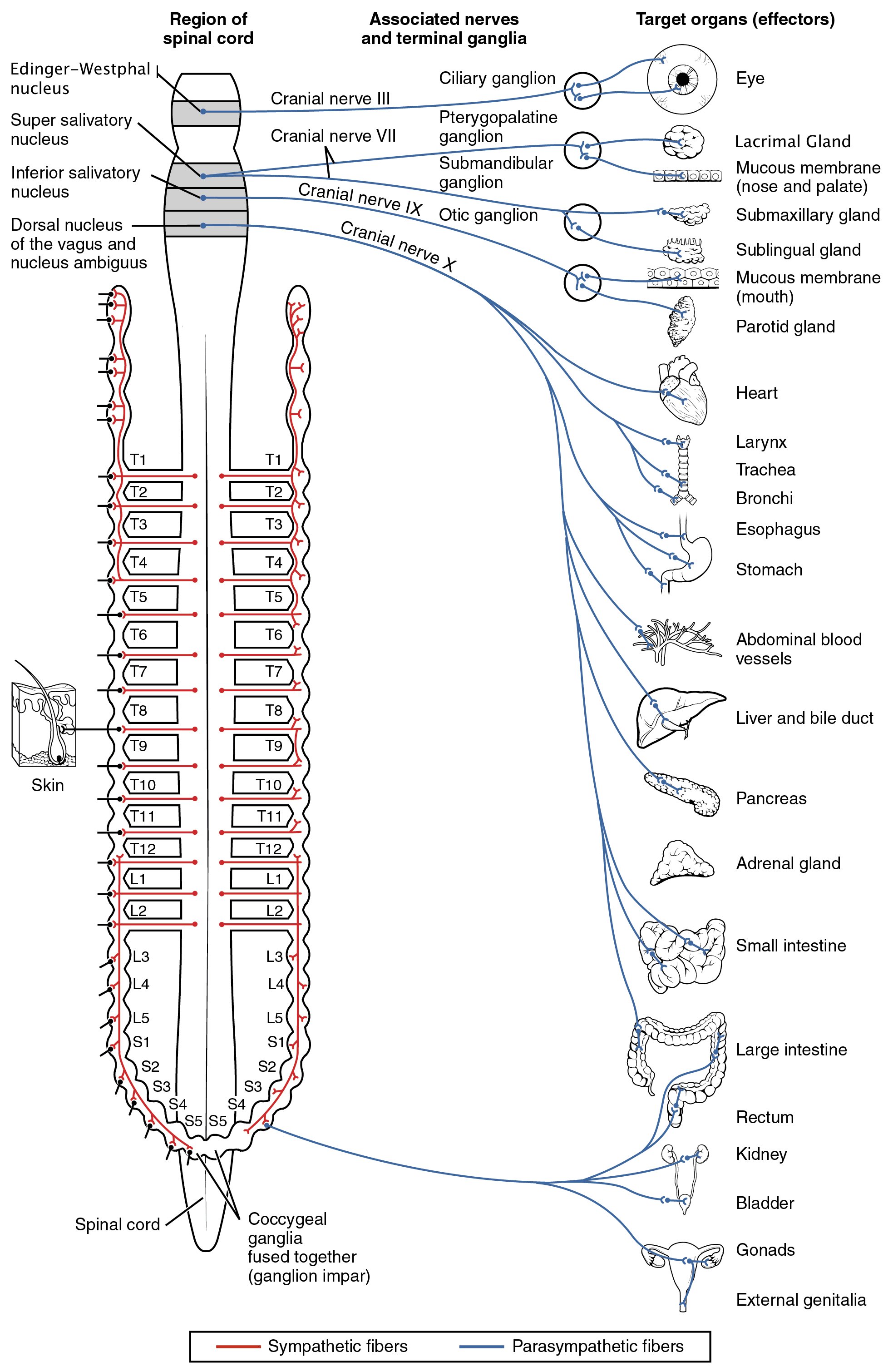 Innvervations of the parasympathetic nervous system.