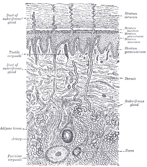 Diagramatic secion of hairless skin. Note tactile (Meissner) and Pacinian corpuscles.